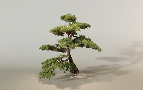 New Landscape Tree Welcome Pine Garden Tree Pine Tree 3d model