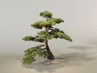 New Landscape Tree Welcome Pine Garden Tree Pine Tree 3d model