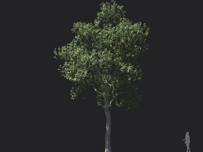 Tall Arbor With Lush Green Foliage And Sturdy Trunk Next To Human Figure For Size Reference 3d model