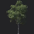 Tall Arbor With Lush Green Foliage And Sturdy Trunk Next To Human Figure For Size Reference