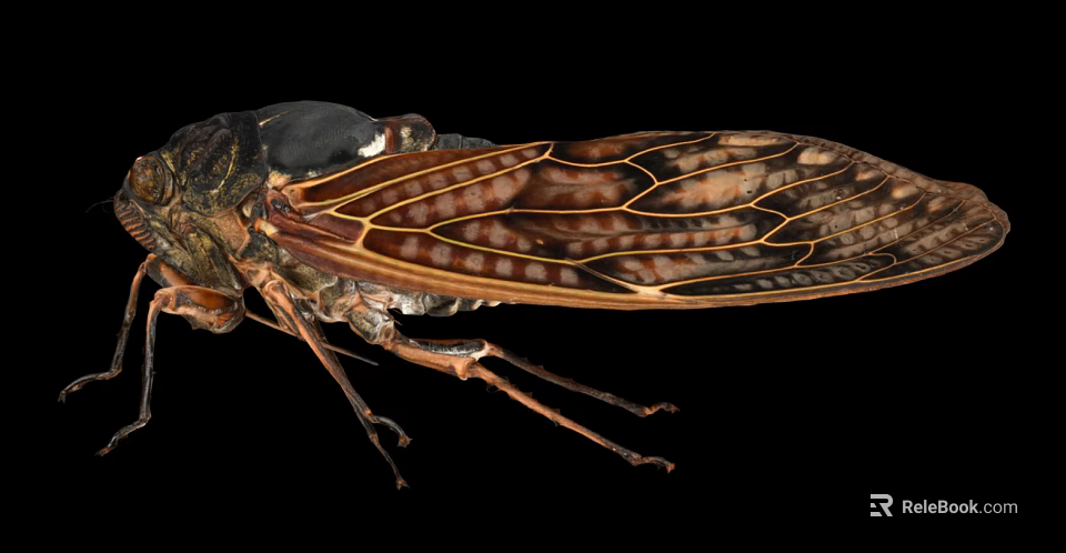 Detailed Cicada Wing Structure With Intricate Veins And Brown Black Patterns 3d model