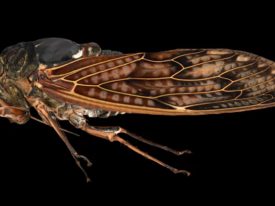 Detailed Cicada Wing Structure With Intricate Veins And Brown Black Patterns 3d model