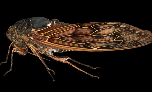 modern cicada insect 3d model