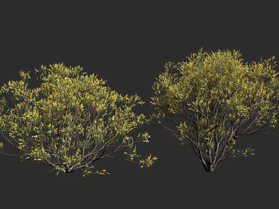 Two Lush Green Trees With Dense Foliage And Brown Trunks On Dark Background 3d model