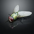 Green Metallic Fly With Red Eyes And Transparent Wings On Black Reflective Surface