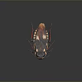 Cockroach With Black Brown Body White Spots And Red Legs On Dark Background