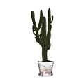 Green Cactus Potted Plant in White Textured Ceramic Pot for Indoor Decor