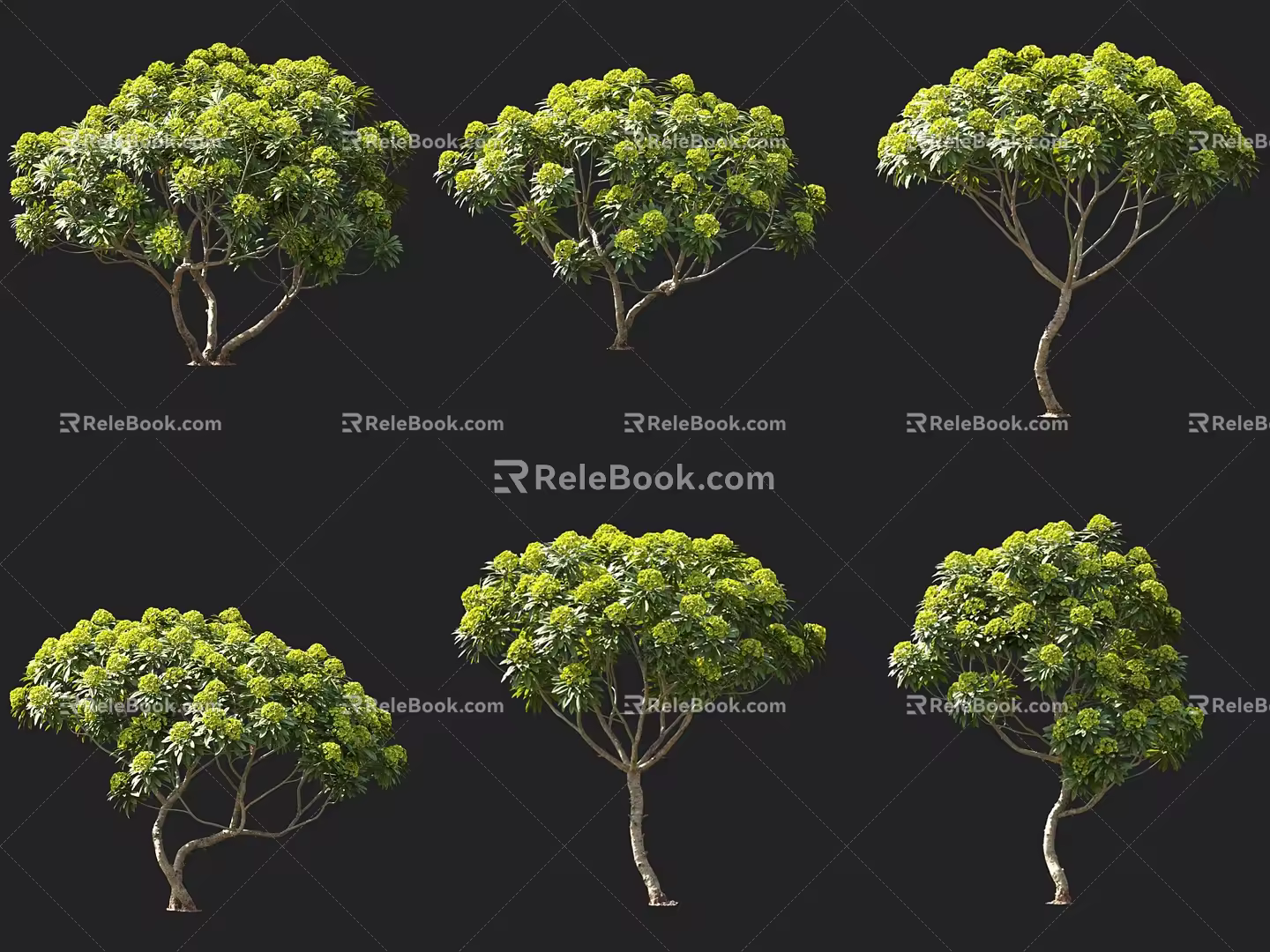 Euphorbia Bull Flowering Tree Courtyard Trees Landscape Gardening Ornamental Trees Yellow Flower Trees Round Head Shrub Umbrella Plant 3d model