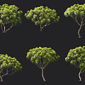 Euphorbia Bull Flowering Tree Courtyard Trees Landscape Gardening Ornamental Trees Yellow Flower Trees Round Head Shrub Umbrella Plant 3d model