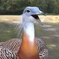 Vibrant Reptile With Blue Head And Brown White Scales Standing On Green Grass Field
