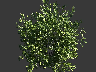 Green Shrub With Lush Dense Foliage And Vibrant Green Leaves 3d model