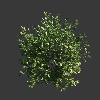 Green Shrub With Lush Dense Foliage And Vibrant Green Leaves 3d model