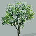 Lush Arbor Featuring Green Foliage And Thick Trunk On Gray Backdrop