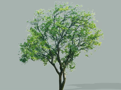 Lush Arbor Featuring Green Foliage And Thick Trunk On Gray Backdrop 3d model