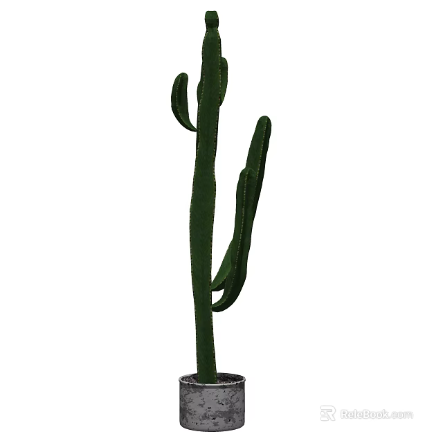 Tall Slender Green Bonsai Cactus Plant With Branches In Pot For Indoor Decoration 3d model 