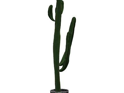 Tall Slender Green Bonsai Cactus Plant With Branches In Pot For Indoor Decoration 3d model