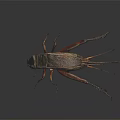 Detailed Close Up Of Reptile With Long Legs And Textured Exoskeleton On Black Surface