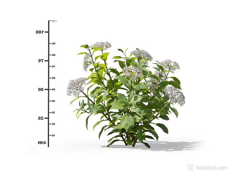 Small Green Leafy Plant With White Blossoms And Height Measurement Scale 3d model 