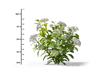 Small Green Leafy Plant With White Blossoms And Height Measurement Scale 3d model