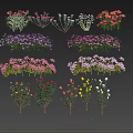 Assorted Colorful Garden Flowers And Plants With Various Species And Vibrant Blooms
