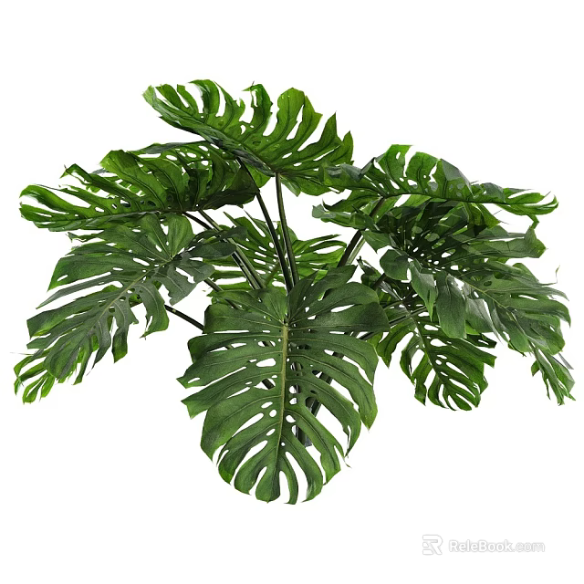Fresh Lush Green Monstera Leaves For Tropical Indoor Decorative Plants 3d model 