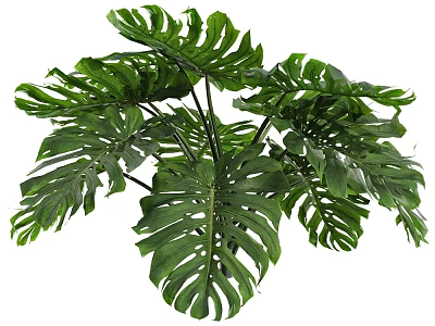 Fresh Lush Green Monstera Leaves For Tropical Indoor Decorative Plants 3d model