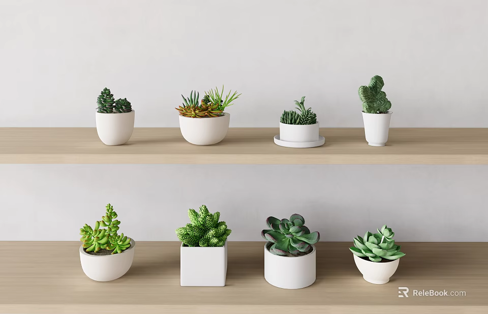Various Types of Succulents and Cacti Potted Plants on Wooden Shelves with White Pots 3d model 