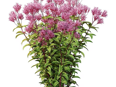 Vibrant Purple Flower Cluster With Lush Green Leaves And Stems 3d model