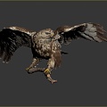 Modern Eagle Large Eagle Raptor 3d model