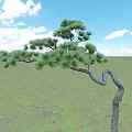 Scenic Pine Tree With Twisted Trunk And Green Needles Under Blue Sky In Grassland