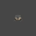 Realistic 3D Crocodile Model With Detailed Skin Texture And Lifelike Pose