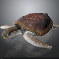Vibrant Red And Orange Patterned Turtle With White Flippers On Dark Background 3d model