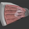 Detailed Anatomical Model Showing Pink Muscle Texture And White Base Structure