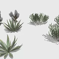 Various Types of Cactus and Succulent Plants With Different Sizes Shapes and Textures