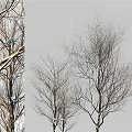 Bare Deciduous Trees With Slender Branches Against Gray Sky Natural View