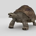 Sea Turtle With Textured Shell Open Mouth And Detailed Skin In Aquatic Habitat