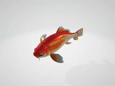 Vibrant Red and Gold Koi Fish in Graceful Swimming Aquatic Pose 3d model