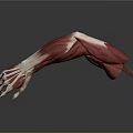 Man's Arm Muscle Anatomy 3D Model Showing Detailed Muscular Structure