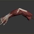 Modern hand gesture arm arm 3d model