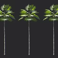 Three Tall Palm Trees With Lush Green Fronds And Slender Trunks Standing