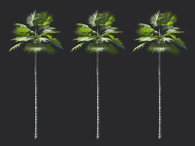 Three Tall Palm Trees With Lush Green Fronds And Slender Trunks Standing 3d model