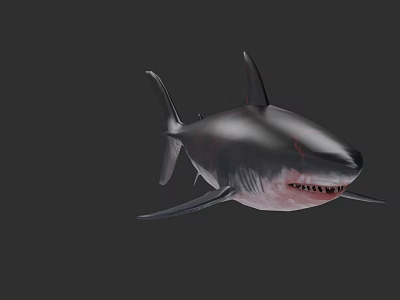 Realistic 3D Shark Model With Gray Black Body Sharp Teeth And Red Details 3d model