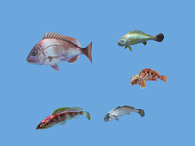 Various Colorful Fish Species Swimming In Clear Blue Water Background 3d model