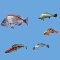 Various Colorful Fish Species Swimming In Clear Blue Water Background