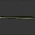 Green Eel With Long Slender Body On Smooth Gray Surface With Reflection