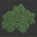 Curved Trunk Tree With Lush Green Leaves And Small Squirrel Next To It