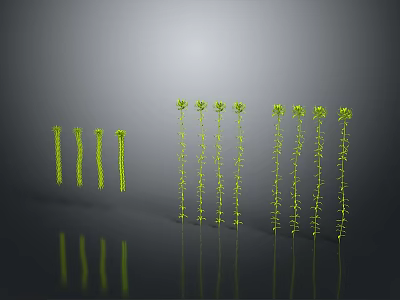 Green Stick Insects Arranged in Two Rows with Different Heights and Gray Background Reflections 3d model