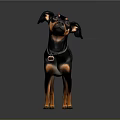 Small Black and Tan Dog Standing with Collar on Dark Background