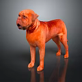 Reddish Orange Dogue de Bordeaux Standing on Black Background with Reflective Surface