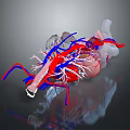 3D Rendered Human Heart Organ Model With Red Blue Blood Vessels Transparent Structure
